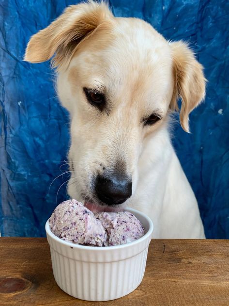 Blueberry Dog Ice Cream - Shay Can Make Healthier Ice Cream, Blueberry Ice Cream Recipe, Dog Ice Cream Recipe, Can Dogs Eat Blueberries, Pet Cafe, Dog Treats Homemade Easy, Blueberry Picking, Blueberry Ice Cream, Dog Ice Cream