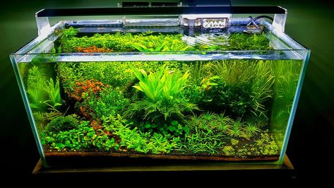 Aquarium Tips, Underwater Garden, Aquascaping Plants, Plants For Beginners, Aquarium Garden, Aquascape Design, Tropical Fish Tanks, Planted Tank, Nature Aquarium