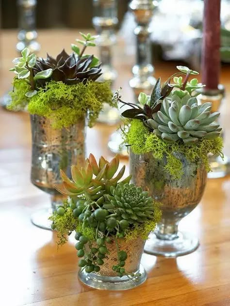 planters. Succulent Wedding Table, Cactus Arrangements, Succulents In Glass, Succulent Wedding Centerpieces, Unique Planters, Succulent Planter Diy, Succulent Garden Design, Succulent Centerpieces, Succulent Garden Diy