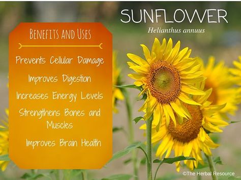 Sunflower - Benefits and Uses of Its Seed and Petals Sunflower Petals Uses, Sunflower Benefits, How To Make Sunflower, Medicinal Wild Plants, Edible Weeds, Sunflower Leaves, Wild Sunflower, Growing Sunflowers, Magickal Herbs