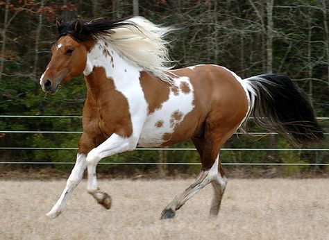 Dun Paint horse | Flickr : partage de photos ! Rip Tide, American Paint Horse, Paint Horses, Pinto Horse, American Paint, Paint Horse, Types Of Horses, Horse Wallpaper, American Quarter Horse