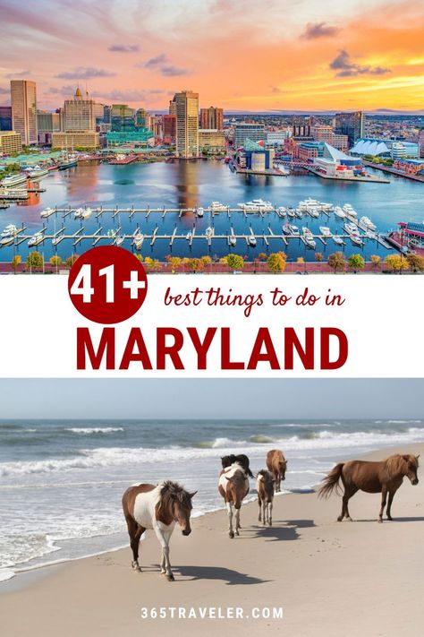 Get ready for crabs, Old Bay and a whole lot of Maryland love. From gorgeous small towns to beautiful state parks, Maryland is home to historic sites and plenty of adventurous activities. Here are 41+ things to do in Maryland that are going to make you fall in love with this amazing state. Things To Do In Maryland In Fall, Things To Do In Maryland, Maryland Day Trips, Maryland Travel, Visit Maryland, Adventurous Activities, Maryland Beaches, Outside Activities, Ocean City Maryland