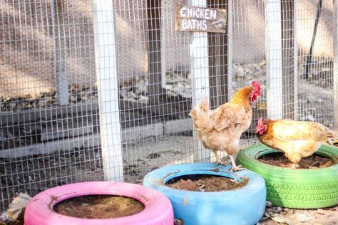 Chicken Bath, Chicken Coop Ideas, Reuse Old Tires, Chicken Poop, Chicken Pen, Chicken Nesting Boxes, Dust Bath, Coop Ideas, Best Chicken Coop