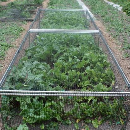 Fruit and vegetable cage Fruit Cage, Fruit Bushes, Bird Netting, Sweet Chestnut, Butterfly Net, Strawberry Garden, Growing Strawberries, Uk Garden, Easy Build