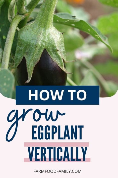 How to Grow Eggplant Vertically - [year] Guide 4 How To Grow Eggplant, Grow Eggplant, Growing Eggplant, Organic Pest Control, Gardening Techniques, Farm Crafts, Bountiful Harvest, School Food, Diy Garden Projects