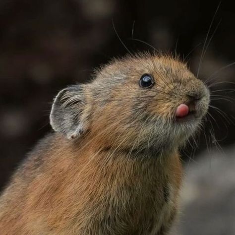 Japan 日本 🇯🇵 Asia Travel | Hotels | Food | Tips on Instagram: "@takashi_okashi captured this tiny mountain dweller in its natural habitat—so precious! 🥹🎌

💡The Japanese pika (Ochotona japonica) is a small mammal native to the mountains of Japan. It’s often called the “whistling hare” because of the sounds it makes!

Would you be able to spot a Japanese pika in the wild? Share this with someone who loves a good wildlife challenge! 🤩

📍Japan" Pika Animal, Spirit Blossom, Critters 3, Hotel Food, To The Mountains, Food Tips, Rodents, In The Wild, Asia Travel