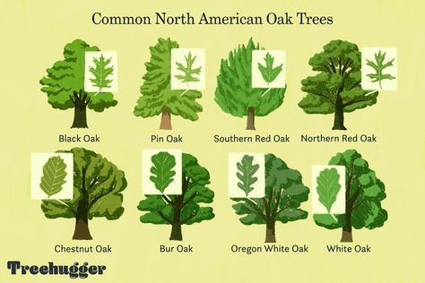 Types Of Trees Charts, Burr Oak Tree, Tree Leaves Identification, How To Identify Trees By Leaves, Oak Tree Identification Chart, Northern Red Oak Tree, Minnesota Trees, Tree Leaf Identification, White Oak Leaf