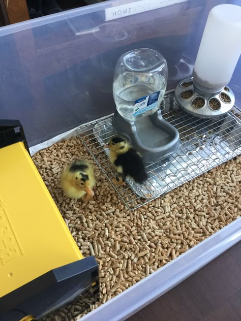 Duck Cage Ideas Indoor, Pet Duck Set Up, Duck Cage Diy, Duckling House Diy, Diy Duck Brooder Ideas, Pet Duck House, Duckling Habitat, Quail Brooder Set Up, Diy Duckling Waterer