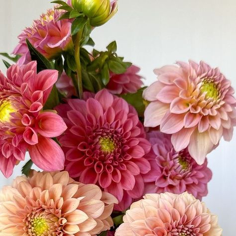 Erica & Nick Santoro on Instagram: "So many pink, peach, rose, and blush dahlias like Cafe Au Lait, Caitlin’s Joy, Peaches, Breakout in our farmstand today. Bundle deal if you grab 4 bunches or more. Location and directions in our stories. We’ll be open until it’s dark so come on out and treat yourself (or a friend) with some bloomies!" Peach Rose, Farm Stand, Pink Peach, Peaches, Treat Yourself, Dahlia, Floral Design, Blush, Cafe