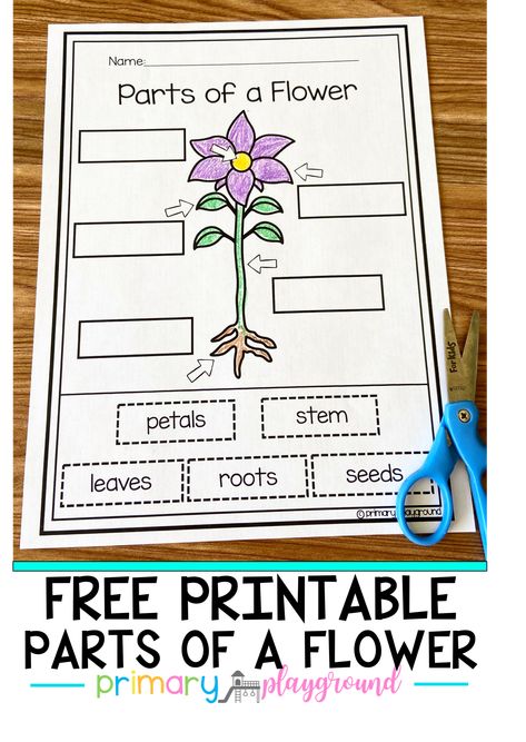 Here's a fun cut and glue activity to help learn the parts of a flower. Plants Preschool Activities, Parts Of A Flower Worksheet, Pipe Cleaner Christmas Crafts, Plants Preschool, Spring Science Experiments, Third Grade Homeschool, Rainbow In A Jar, Pipe Cleaner Christmas, Flower Handprint