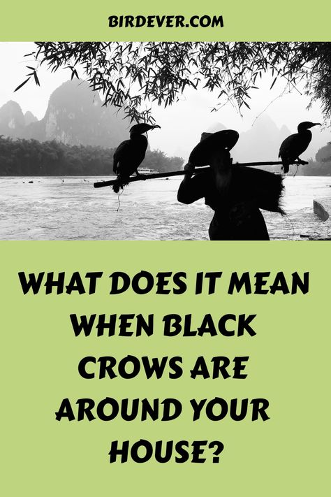 What Does It Mean When Black Crows Are Around Your House? https://birdever.com/what-does-it-mean-when-black-crows-are-around-your-house Befriending Crows, Crows Meaning, Crow Meaning, Crow Facts, Crow Spirit Animal, Crow Totem, Group Of Crows, Flock Of Crows, Crow Call