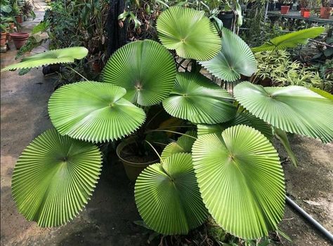 Licuala Cordata, Flora Garden, Fan Palm, Patio Interior, Public Garden, Pretty Plants, Like And Share, Tag Your Friends, Flower Lover