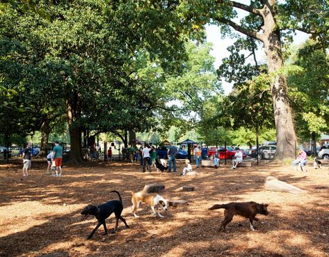 Dog Park Design, Rainbow Lake, Dog Parks, Dog Water Bowls, Water Fountains, Water Dog, Dogs And Kids, Parking Design, Popular Dog