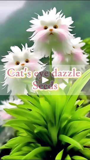 Cats Eye Dazzle Flower, Garden Hacks Diy, Eye Flower, Yard Diy, Amazing Plants, Summer Flowers Garden, Teacup Puppies For Sale, Grandma's Garden, Garden Hacks