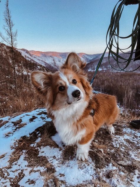 Corgi Sploot, Corgi Cute, 2022 Goals, Corgi Art, Peaceful Place, Cardigan Welsh Corgi, Herding Dogs, Cute Corgi, Pembroke Welsh Corgi