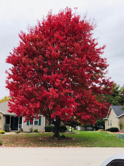 Red Oak Tree!...The Best Trees To Plant For Fall Color In the Midwest Red Oak Tree, Tree Fort, Oak Trees, Tree Service, Shade Trees, Tree Care, Small Yard, Drought Tolerant Plants, How To Grow Taller