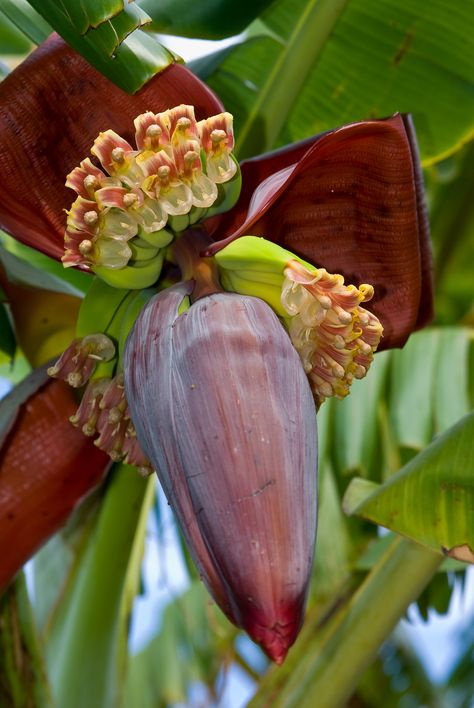 Como Plantar Pitaya, Banana Trees, Banana Flower, Banana Plants, Banana Tree, Unusual Plants, Unusual Flowers, Unique Plants, Fruit Plants