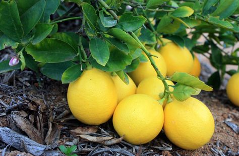 Everything you need to know about growing Meyer lemons Texas Orchard, Patio Tomatoes, Garden Design Layout Landscaping, Meyer Lemon Tree, Zucchini Plants, California Plants, Fruit Bushes, Growing Fruit Trees, Lemon Trees