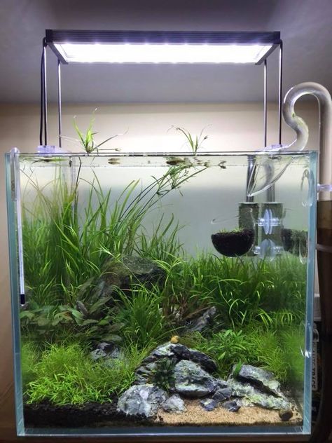 Square Aquarium, Nano Aquascape, Aquascaping Ideas, Fish Room, Aqua Design, Fishing Room, Nano Aquarium, Shrimp Tank, Aquarium Landscape