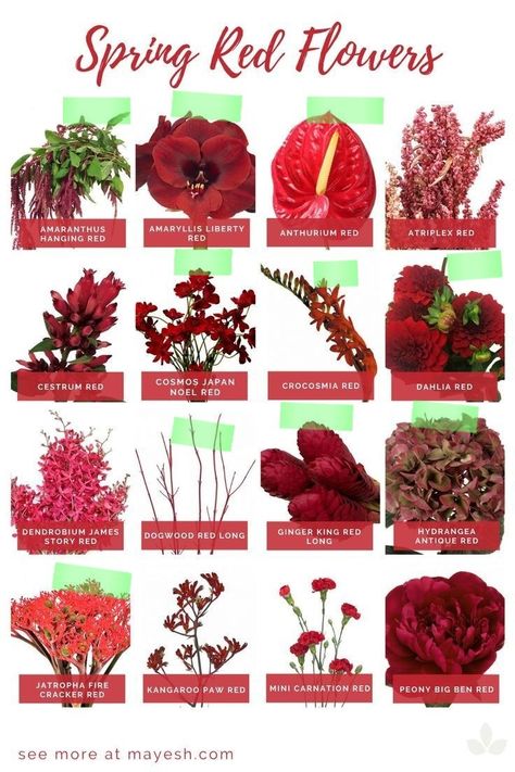 Greenery Names, Red Flower Names, Red Flower Arrangements, Red Dogwood, Red Weddings, Floral Products, Floristry Design, Types Of Red, Mini Carnations