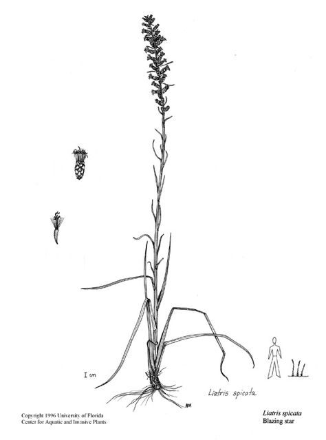 Liatris spicata (blazing star). Liatris Spicata, Blazing Star, Line Drawing, Cool Tattoos, Tattoo Ideas, Hair Accessories, Tattoos, Stars, Drawings