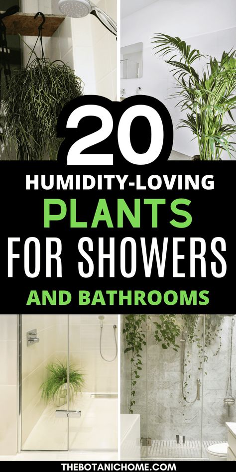 20 Best Plants For Your Shower - That Love Humidity! - The Botanic Home Plants That Like The Bathroom, Easy Bathroom Plants, Walk In Shower Plants, Eucalyptus In Shower Benefits, Plants That Like Humidity, Hanging Plants In The Bathroom, Bathroom Decor Ideas With Plants, Air Plants In Shower Ideas, Plants That Do Well In Bathrooms