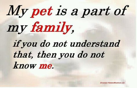 That even includes my horses, certain baby calves that I have bottle fed and all my barn cats. My Pet, Animal Quotes, Sweet Animals, Dog Quotes, Family Quotes, I Love Dogs, Dog Life, Pitbull, My Family