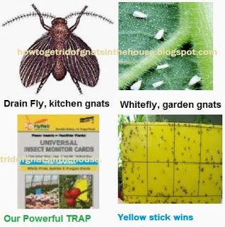 get rid of white fly, drain fly, garden nats, and yellow sticky traps Homemade Gnat Trap, How To Kill Gnats, Gnat Trap, Gnat Traps, Fungus Gnats, Summer Gardening, Home Keeping, White Flies, Garden Pests