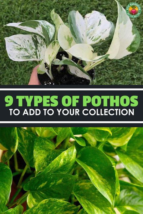 There are many more types of pothos than the standard golden variety, so learn 9 types you should add to your garden! Different Types Of Pothos Plants, Different Types Of Pothos, Photos Plant Houseplant, Pothos Plant Types, Pathos Varieties, Pothos Varieties Chart, Golden Photos Plant, Pothos Types, Types Of Pothos Plants