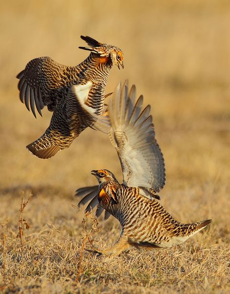 Prairie Chicken, Bird Hunting, Game Birds, Partridge, Naturally Beautiful, Bird Photography, Sweet Animals, Animal Planet, Bird Species