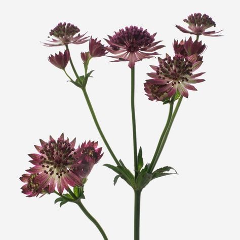 Astrantia | Flowers | FLOWERBX Astrantia Flower, Wild Plum, Fresh Flower Bouquets, Hardy Perennials, Luxury Flowers, Fresh Flower, Flower Bouquets, Flower Farm, Perennial Plants