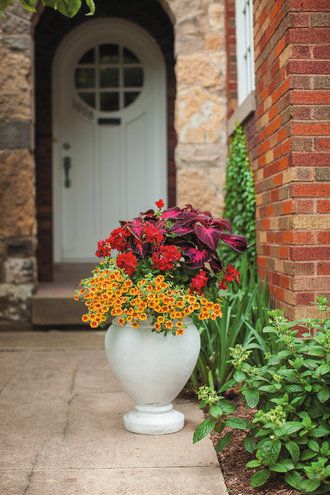 Livin' the Dream Potted Plants Full Sun, Zone 9 Plants, Sun Loving Flowers, Fall Hanging Baskets, Gold Flower Pot, Container Recipes, Plants For Pots, Full Sun Flowers, Fall Container Gardens