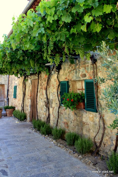 Monteriggioni, Italy - Beautiful stone cottage covered with grape vines Italian Grape Vines, Grape Vine Garden, Grape House, Monteriggioni Italy, Siena Tuscany, Provence Garden, Italian Holiday, Italy Beautiful, Garden Vines