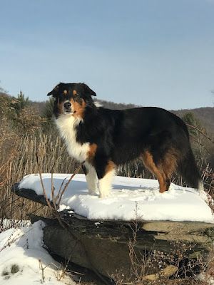 English Shepherd Dog, Scotch Collie, Puppy Bag, Teddy Boy, English Shepherd, Raised By Wolves, Teddy Boys, Purebred Dogs, Sporting Dogs