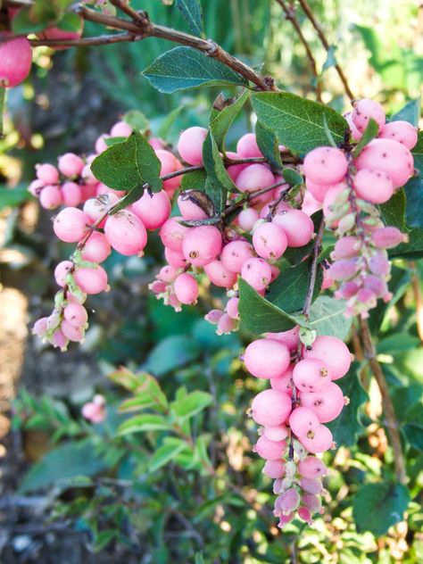 Snowberry Bush, Pink Snowberry, Winter Garden Ideas, Sky Pencil Holly, Holly Shrub, Drought Tolerant Shrubs, Colorful Shrubs, Winter Shrubs, Drift Roses