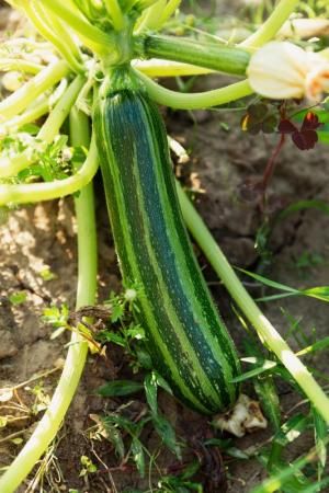 The Kings Of Summer, Long Garden, Zucchini Plants, Flea Beetles, Soil Ph, Still Life Photos, Garden Journal, Summer Squash, Companion Planting