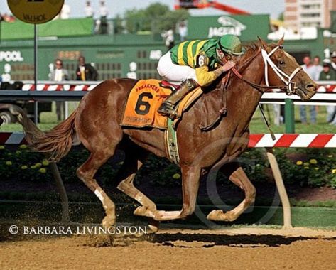 Charismatic  Preakness Stakes Thoroughbred Racehorse, Preakness Stakes, Belmont Stakes, Thoroughbred Horse Racing, Sport Of Kings, Race Horses, Thoroughbred Horse, Triple Crown, Preakness