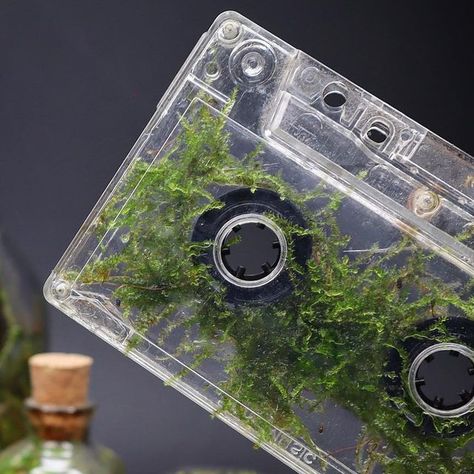 The Urban Nemophilist on Instagram: "The cassette Mossarium #moss #terrarium #mossarium #theurbannemophilist #cassette #instagood" Moss Terrarium, Cassette Tape, Cassette Tapes, The Urban, Green Thumb, Terrarium, Random Stuff, Green, On Instagram