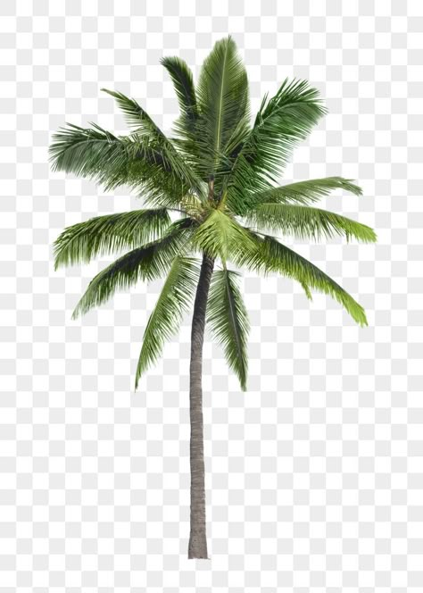 Tree Vector Png, Tree Psd, Palm Tree Images, Banner Template Photoshop, Palm Tree Sticker, Palm Tree Png, Photoshop Landscape, Tree Cut Out, Tree Photoshop