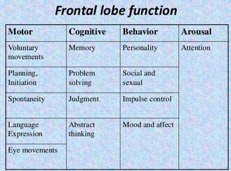 Frontal lobe Frontal Lobe Development, Brain Health Quotes, Frontal Lobe Damage, Frontal Lobe Function, How To Help Nausea, Frontal Lobe, Brain Images, Cognitive Psychology, Cognitive Behavior