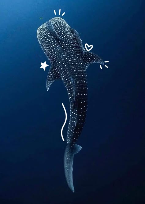 Cool Sea Creatures, Shark Pictures, Beautiful Sea Creatures, Water Animals, Cute Shark, A Whale, Aquatic Animals, Ocean Vibes, Pretty Animals