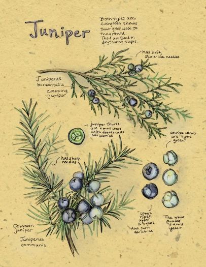 All About Juniper By Kristin Link Photography by Kristin Link Soup Tattoo, Evergreen Logo, Juniper Flower, Plant Diagram, Juniper Plant, Nature Studies, Juniper Tree, Garden Tattoos, Pen Illustration