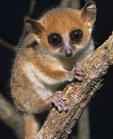 Lemurs - Bright-Eyed and Bushy-tailed | Animal Pictures and Facts | FactZoo.com  #endangered #animals #wildlife Mouse Lemur, Madagascar Animals, Amazing Animals, Primates, Animals Of The World, Sweet Animals, Beautiful Creatures, Madagascar, Animal Kingdom