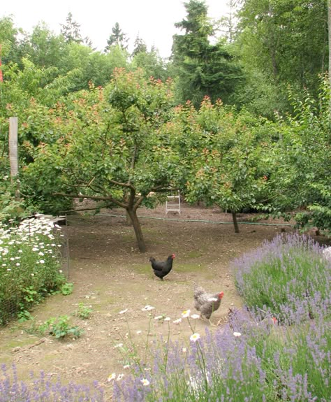 Backyard Orchard, Chicken Yard, Orchard Design, Orchard Garden, Garden Orchard, Chicken Garden, Dream Farm, Farmhouse Garden, Food Forest