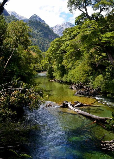 16 Largest Rainforests in the World: Travelers Guide African Spa, Congo Rainforest, African Rainforest, Types Of Forests, Tongass National Forest, Story Settings, Temperate Rainforest, Oceania Travel, Language Spanish