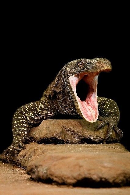 Crocodile Monitor Lizard, Texas Horned Lizard, Horned Lizard, Black Throat Monitor Lizard, Monitor Lizard, Reptiles And Amphibians, Amphibians, Reptiles, Wonder