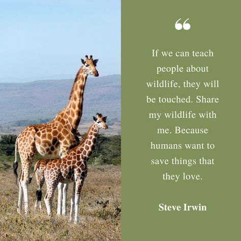 Steve Irwin Quotes, Zoo Quotes, Animal Careers, Zoology Career, Wildlife Quotes, Irwin Family, Crocodile Hunter, Saving Animals, Wildlife Protection