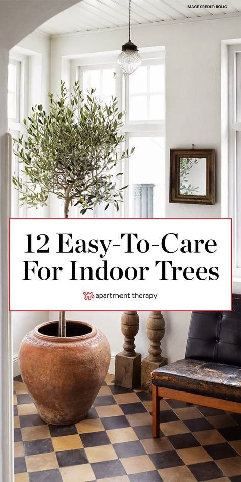 Indoor Tree Plants, Best Indoor Trees, Indoor Garden Apartment, Bbq Garden, Indoor Plants Styling, Indoor Tree, Indoor Trees, Floor Plants, Herb Gardens