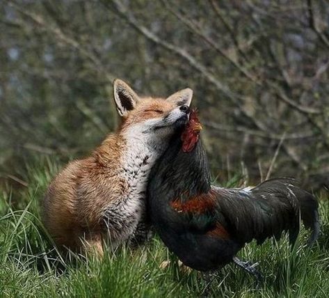 Fox and Rooster are Snuggle Buddies.  I'm just confused! Unlikely Animal Friends, Unusual Animal Friendships, Regnul Animal, Unlikely Friends, Animals Friendship, Unusual Animals, Cute Fox, A Chicken, Red Fox