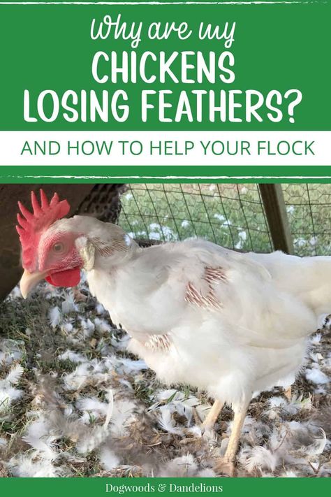 Chickens Losing Feathers, Chicken Molting, Chicken Coop Bedding, Molting Chickens, Chicken Saddle, Pine Shavings, Backyard Coop, Cute Chicken Coops, Chicken Poop